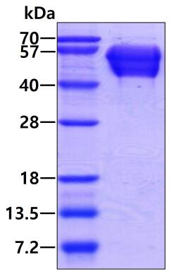 3ug by SDS-PAGE under reducing condition and visualized by coomassie blue stain.